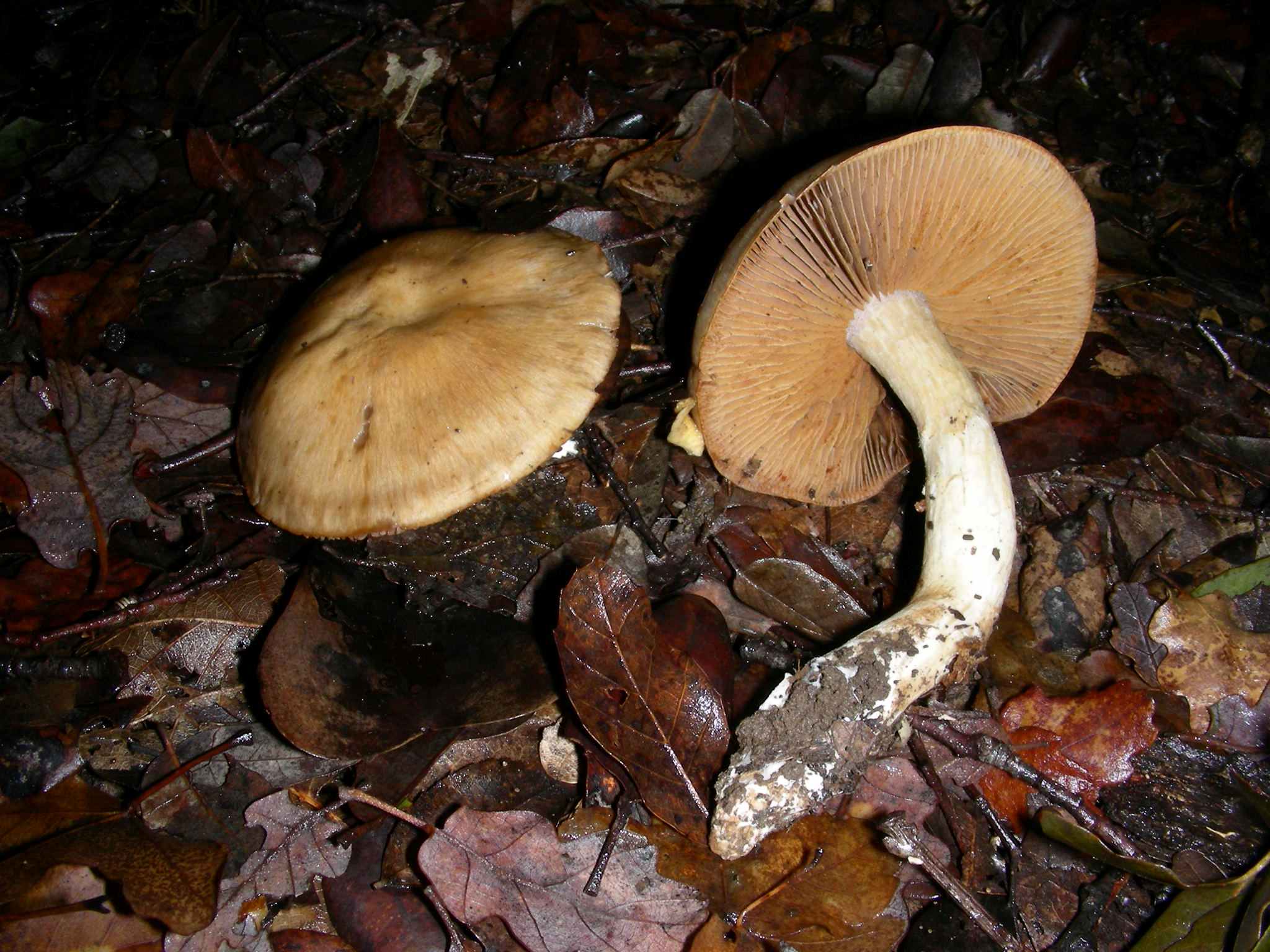 1888 Gennaio vecchio ritrovamento